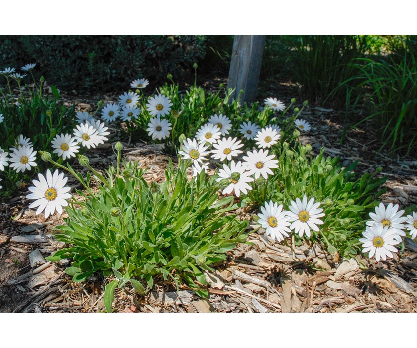 Avalanche White Sun Daisy